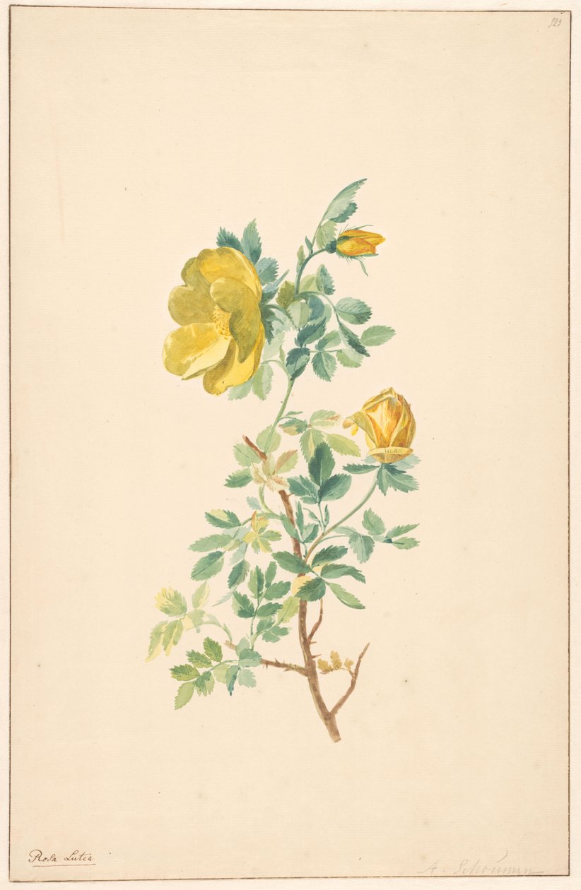 Gren av en gul rose (Rosa Lutea) av Willem van Leen (attributed to)