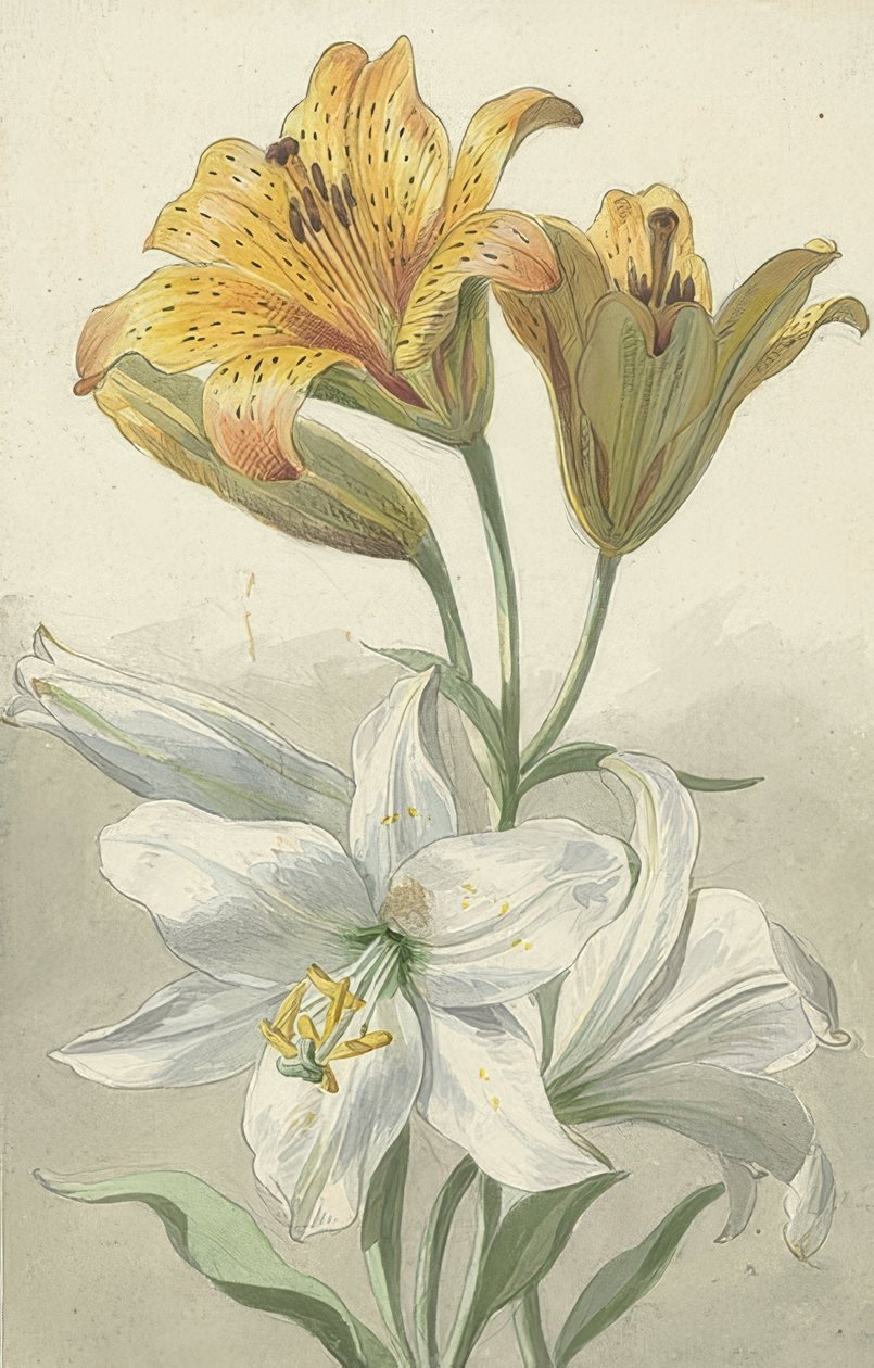 Gule og hvite liljer. Rundt 1780 av Willem van Leen