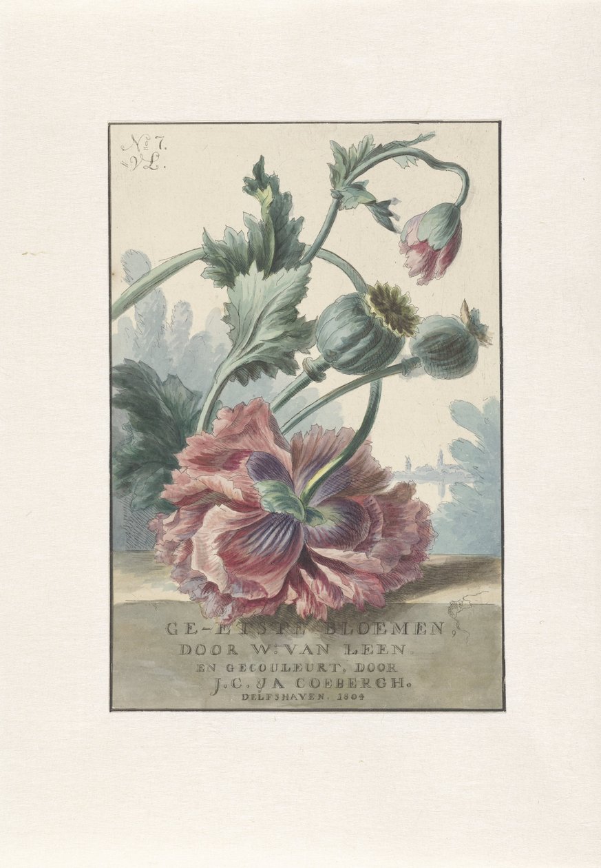 valmuer Titteltrykk for: W. van Leen og J.C. & JA. Coebergh, Etsede blomster, 1804 av Willem van Leen