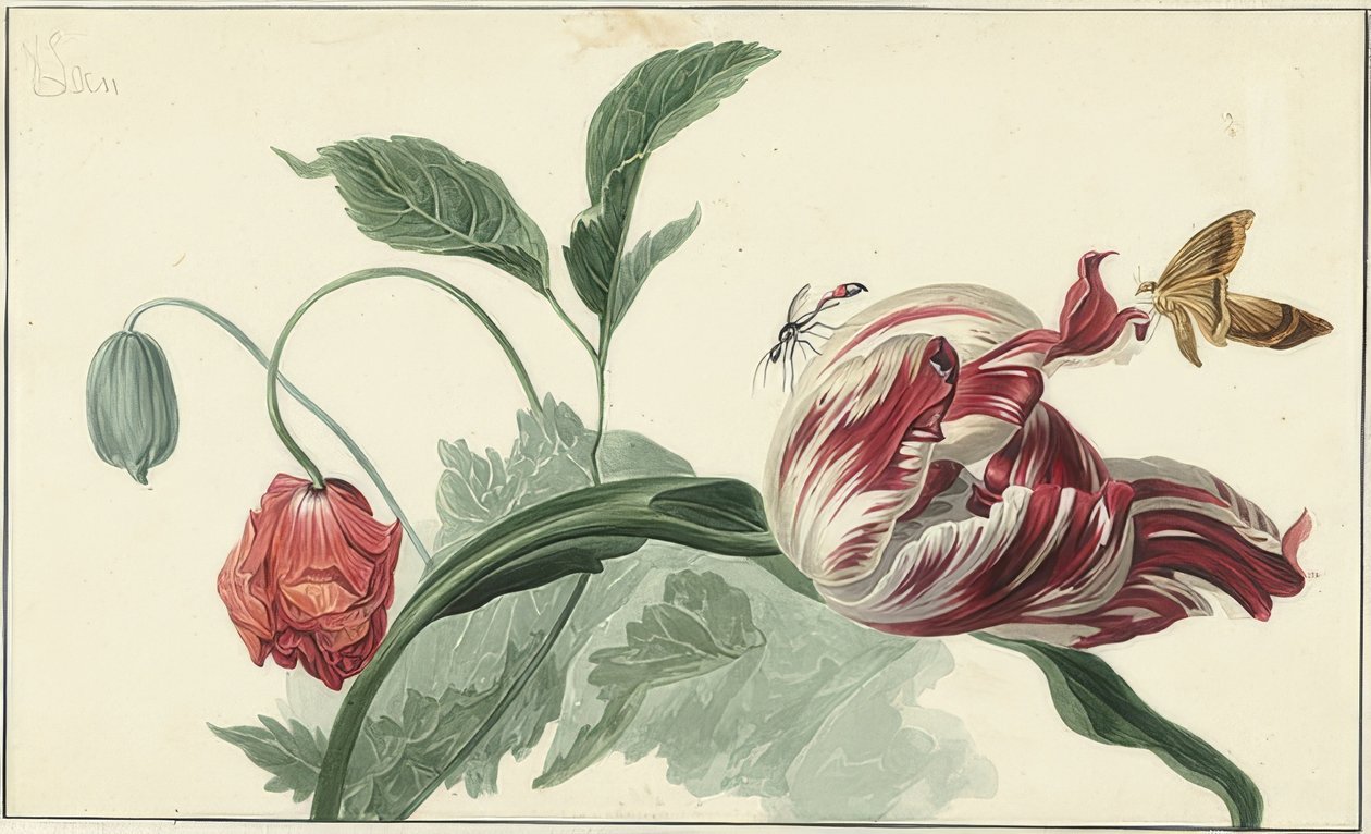 Tulipan og valmue av Willem van Leen