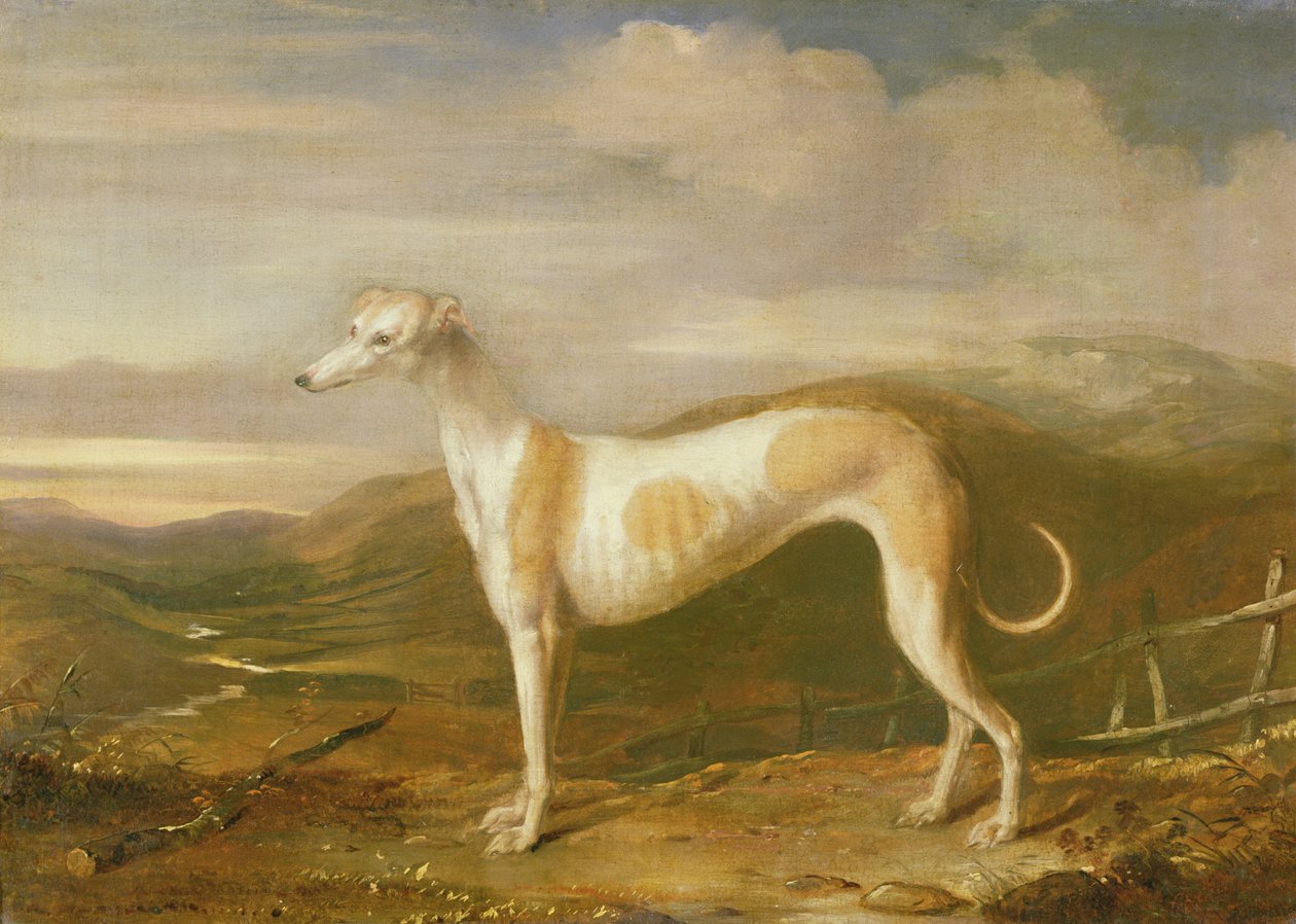 Greyhound av William Barraud