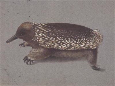 Spiny Echidna, 1800-tallet av William Buelow Gould