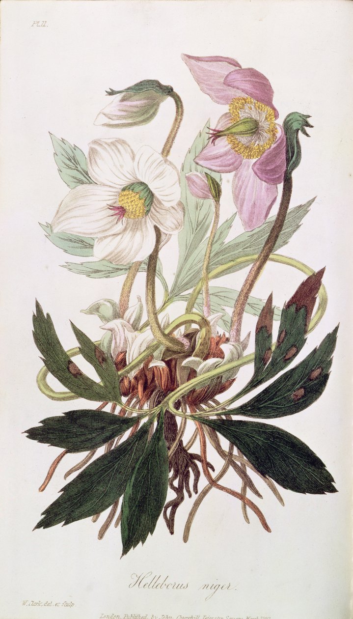 Christmas Rose: fra 