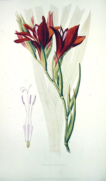 Gladiolus: (Rød) fra `Flora Conspicua, utgitt av Smith, Elder & Co, oktober 1825 av William Clark