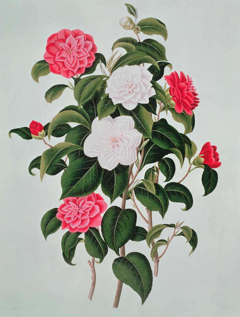 Camellia Japonica, fra A Monograph on the Genus of the Camellia, 1819 av William Curtis