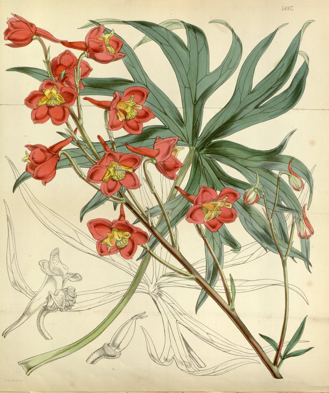 Delphinium kardinal av William Curtis