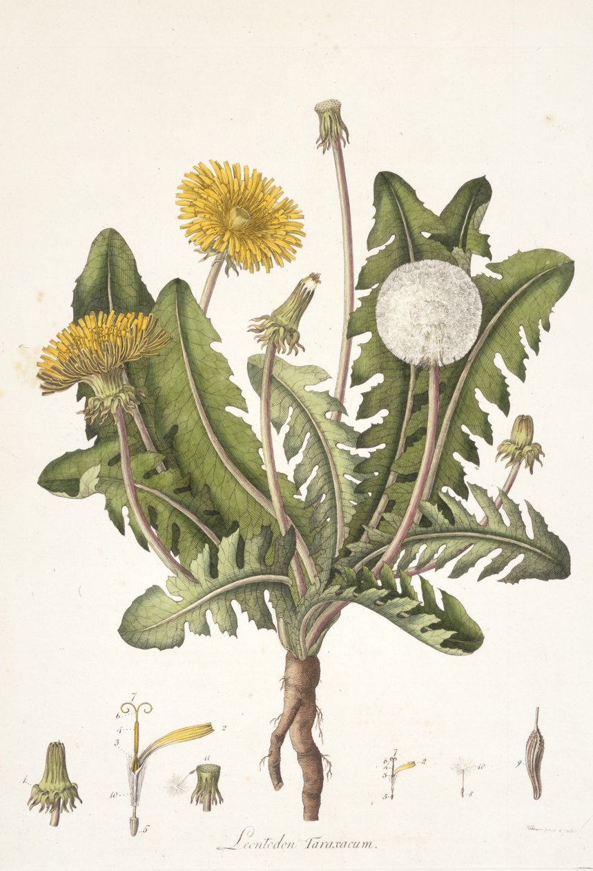 Leontoden Taraxacum fra Flora of London, 1777-1798 av William Curtis