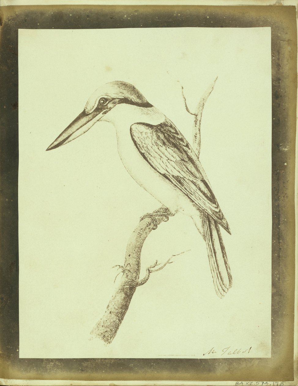 (Kopi av et Swainson litografisk utskrift av en krabbe med kraver) av William Henry Fox Talbot