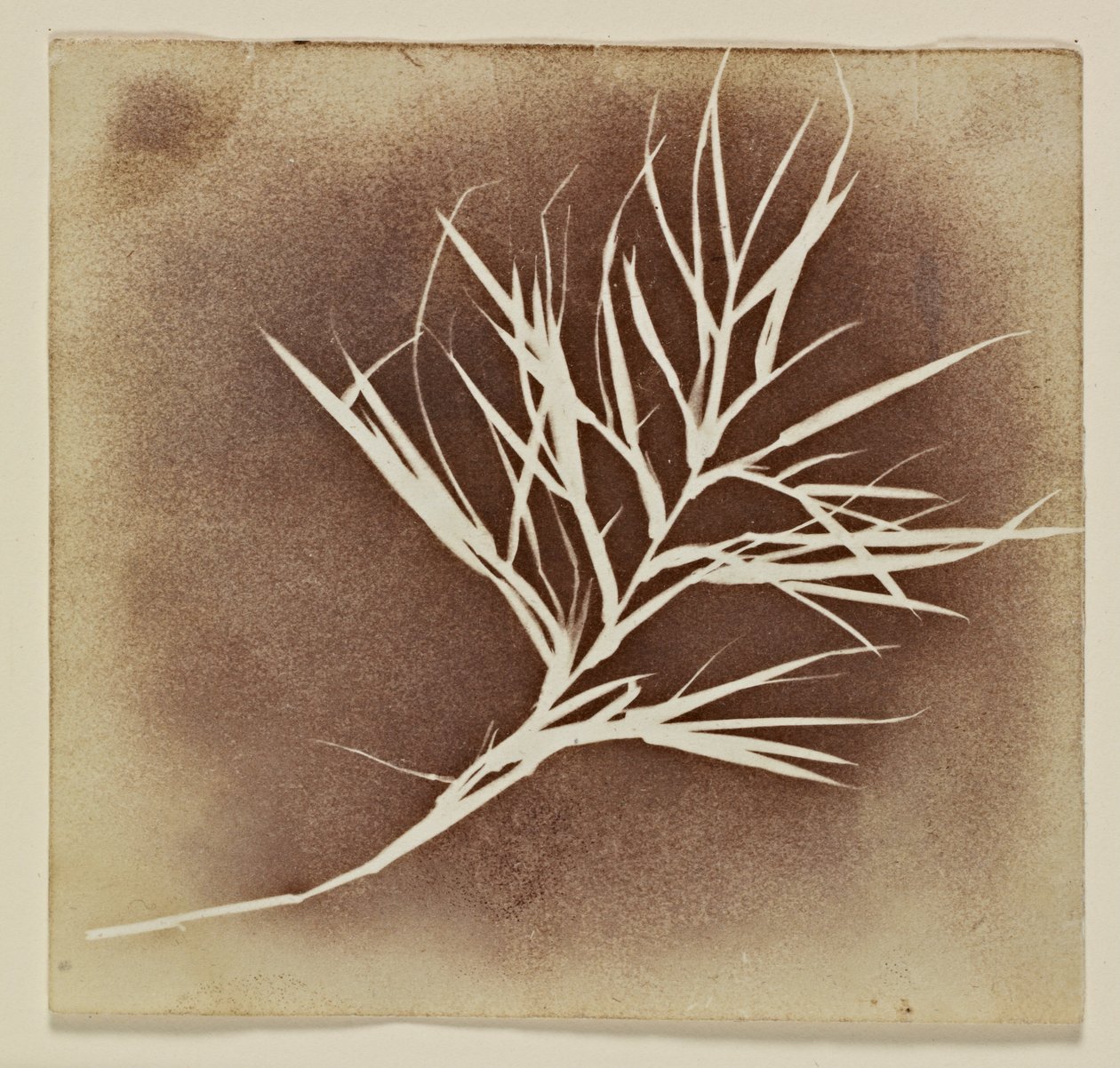 Fotogen tegning av en plante av William Henry Fox Talbot