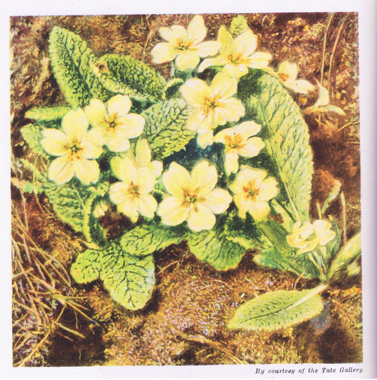 Primroses, Nature in Britain utgitt av Collins, 1946 av William Henry Hunt