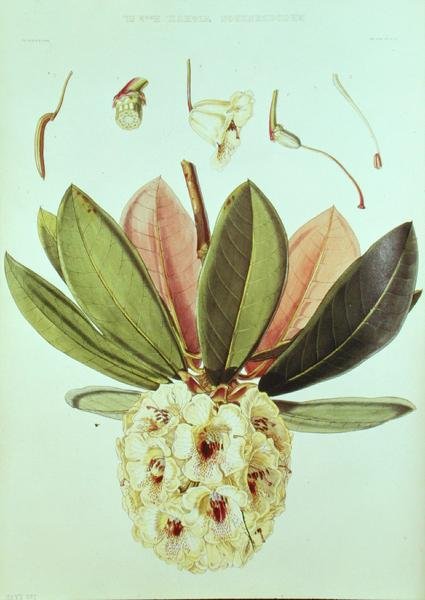 Rhododendron Wightii, fra Rhododendrons of the Sikkim Himalaya av J.D. Hooker av William Hooker