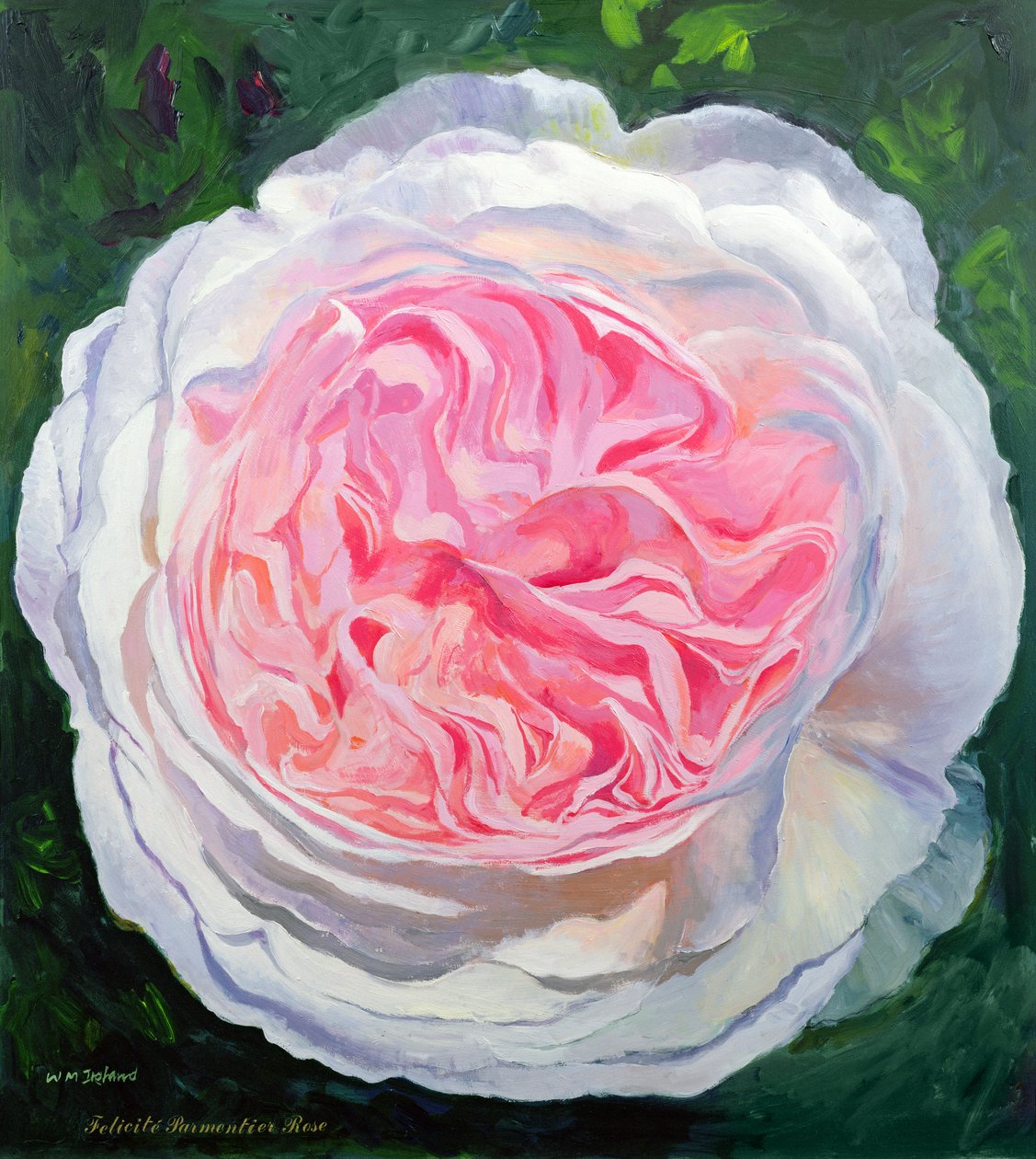 viktoriansk rose av William Ireland