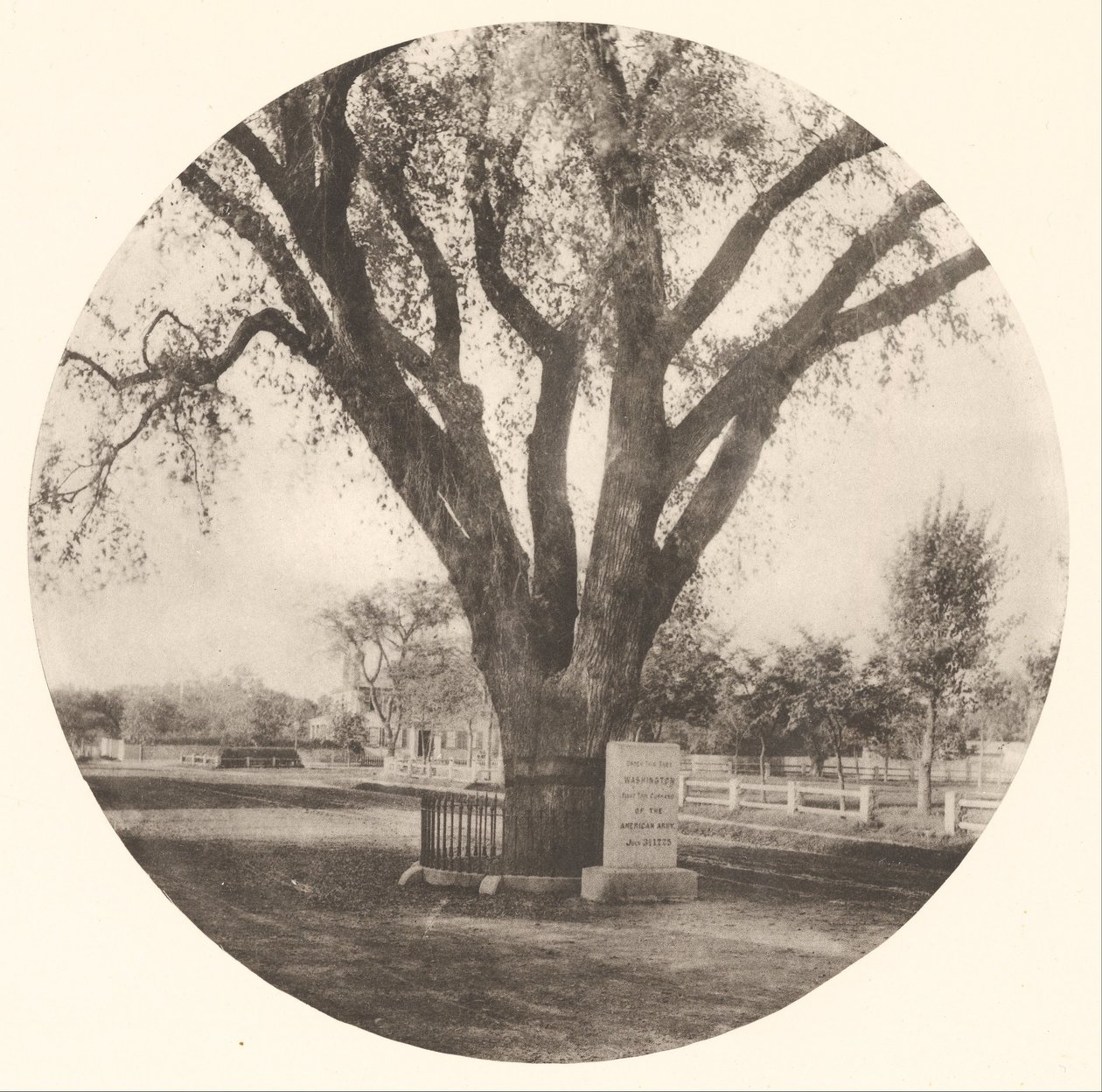 Washington Elm av William J. Stillman