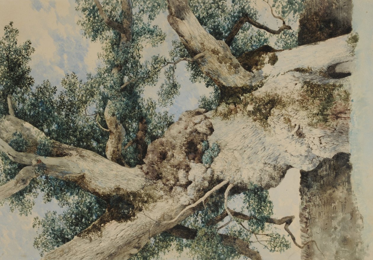 Studie for Tree in The Rookery, ca. 1854 (wc på papir) av William James Blacklock