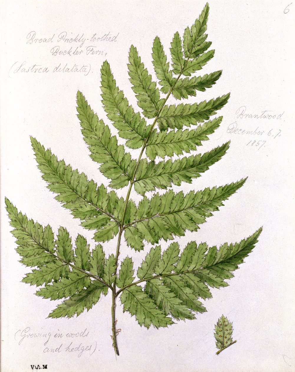 Broad Prickly-toothed Buckler Fern, malt i Brantwood, 67. desember 1857 av William James Linton