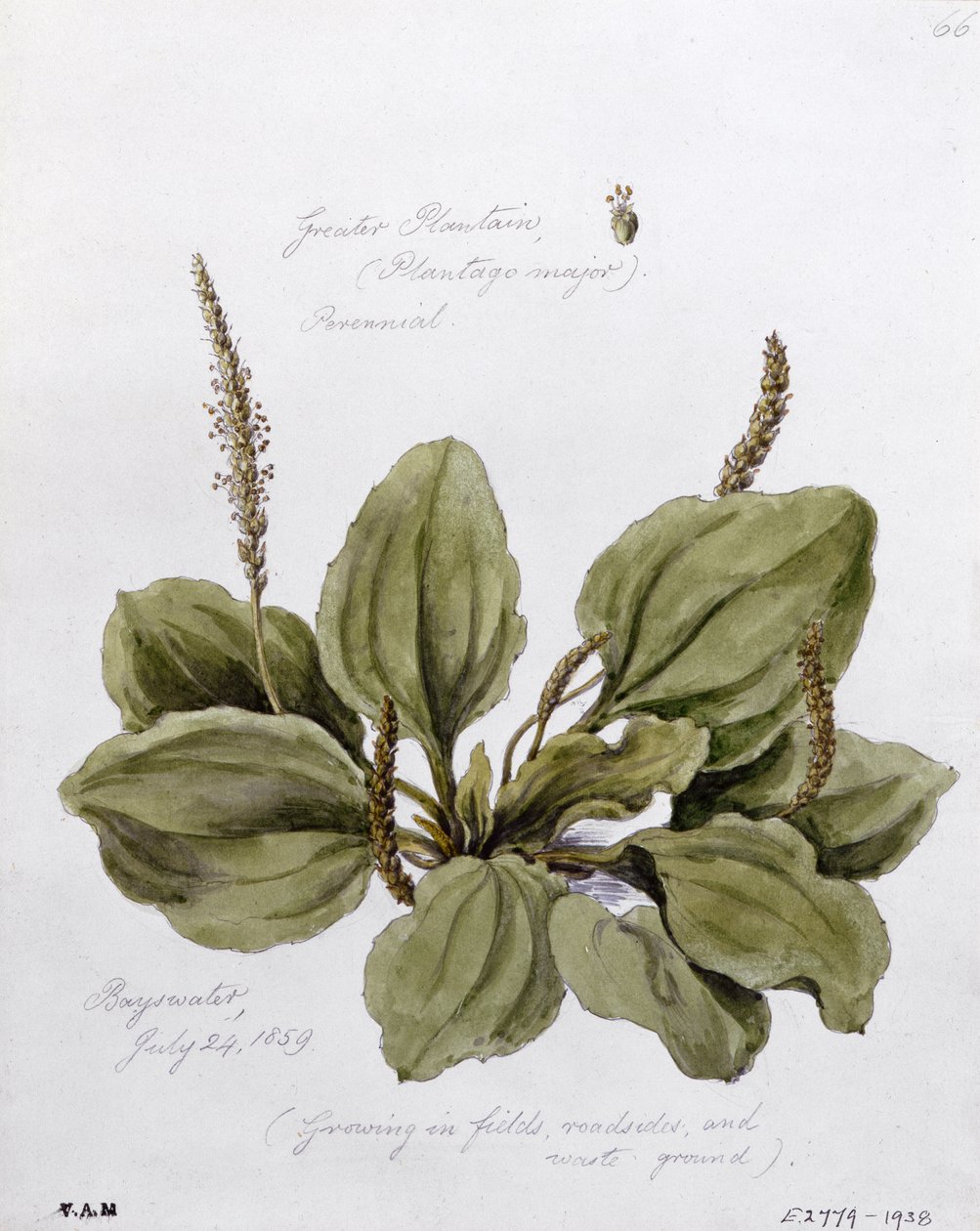 Greater Plantain, malt i Bayswater, 24. juli 1859 av William James Linton
