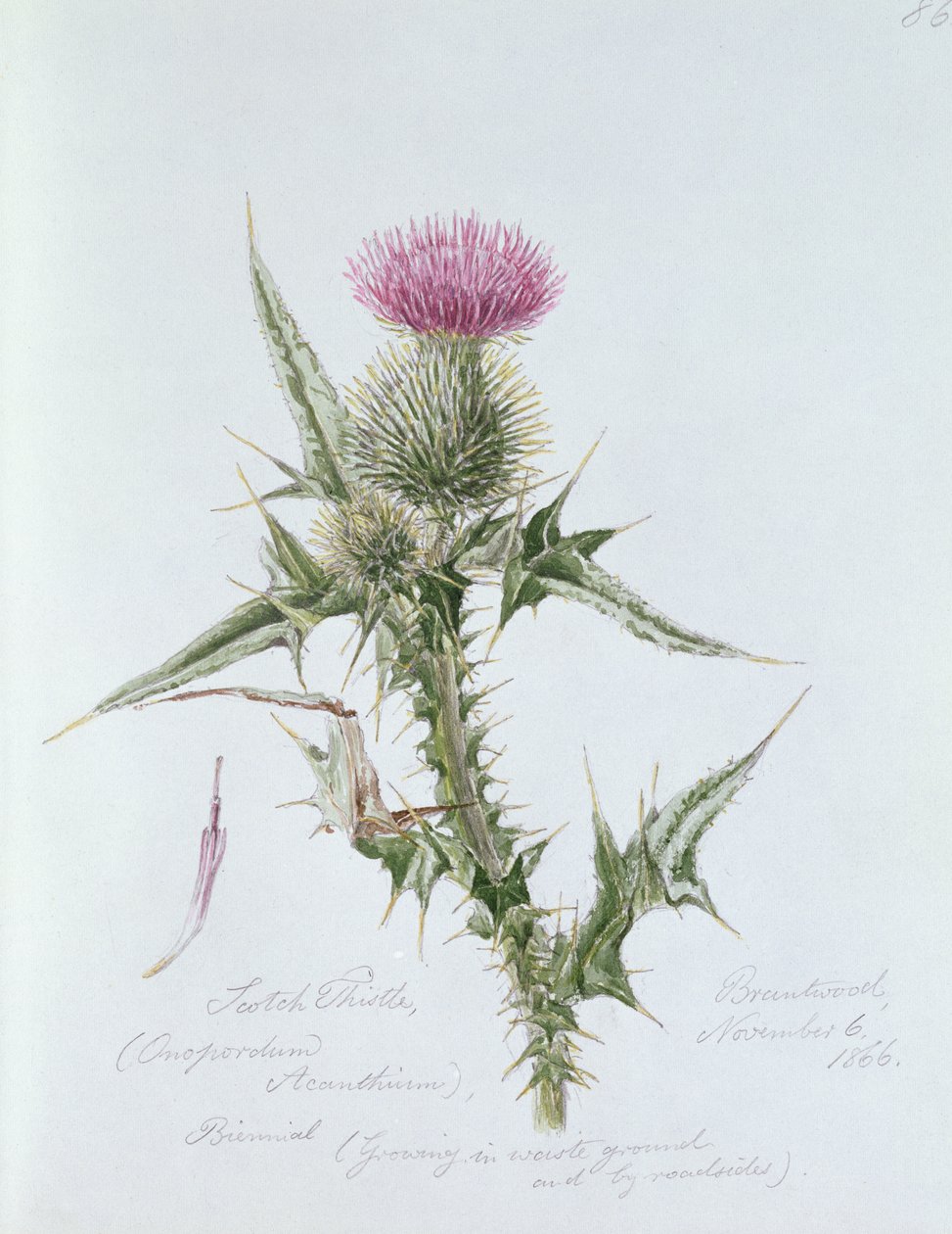 Scotch Thistle, malt i Brantwood, 6. november 1866 av William James Linton
