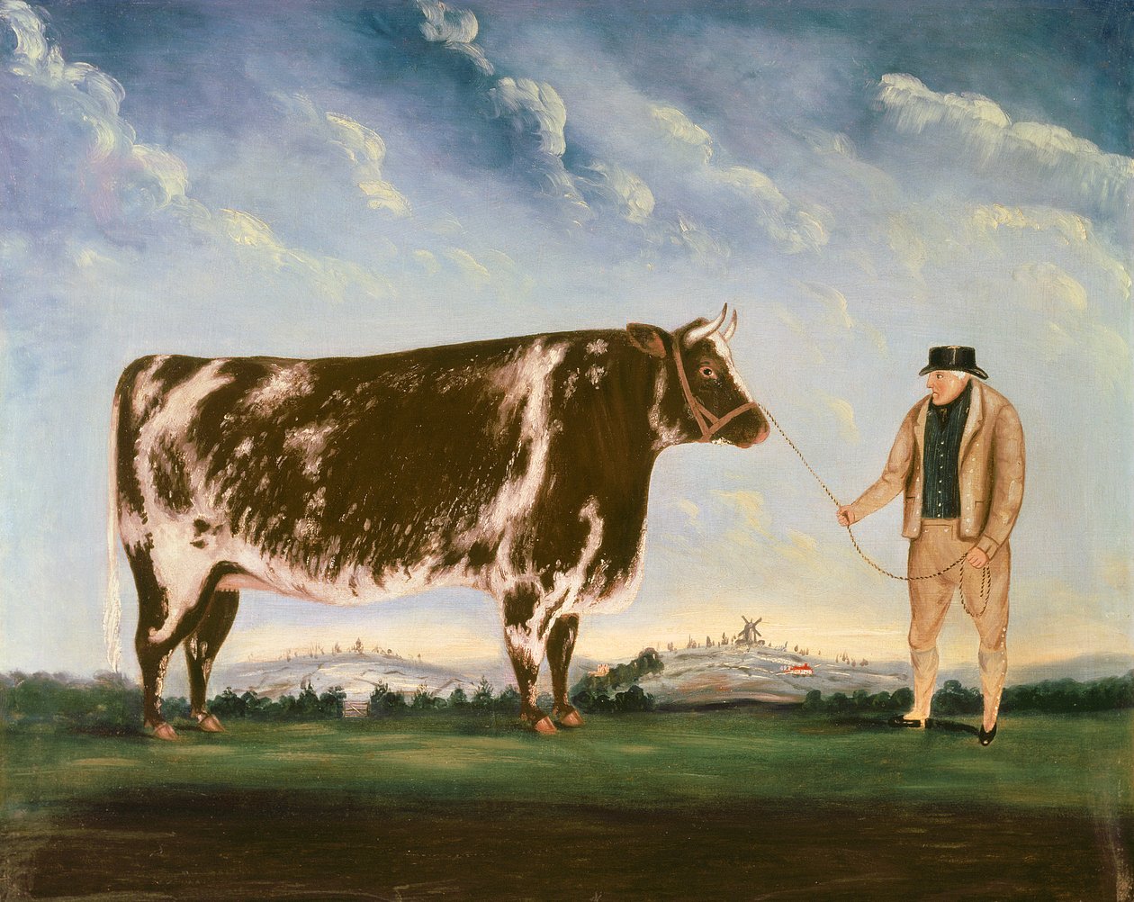 Studie av en Shorthorn av William Joseph Shayer