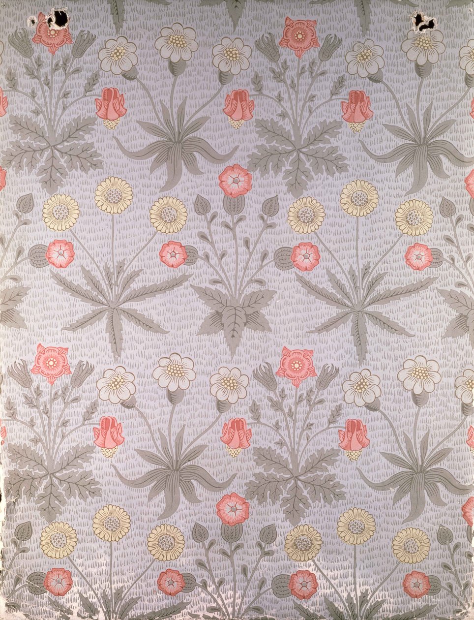 'Daisy' tapetdesign, fra en folio av design av William Morris, 1864 av William Morris