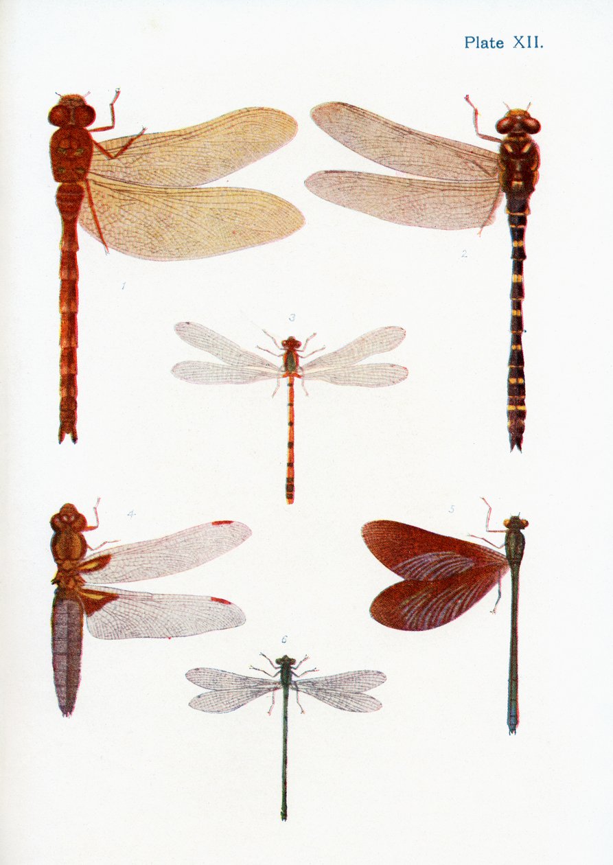 Ulike typer øyenstikkere, illustrasjon fra boken Butterflies, Moths and Other Insects and Creatures of the Countryside, utgitt 1927 av William Samuel Furneaux