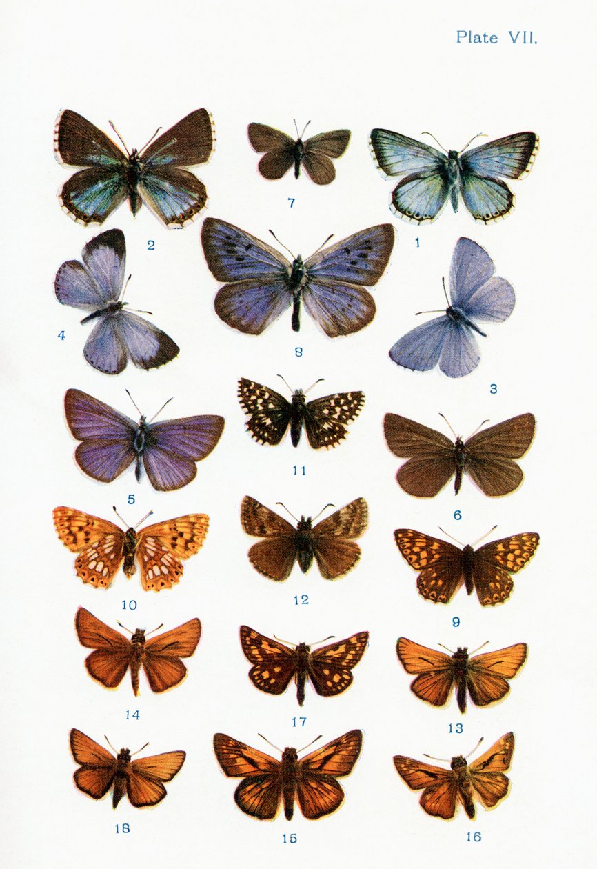 Ulike typer sommerfugler, illustrasjon fra boken Butterflies, Moths and Other Insects and Creatures of the Countryside, utgitt 1927 av William Samuel Furneaux