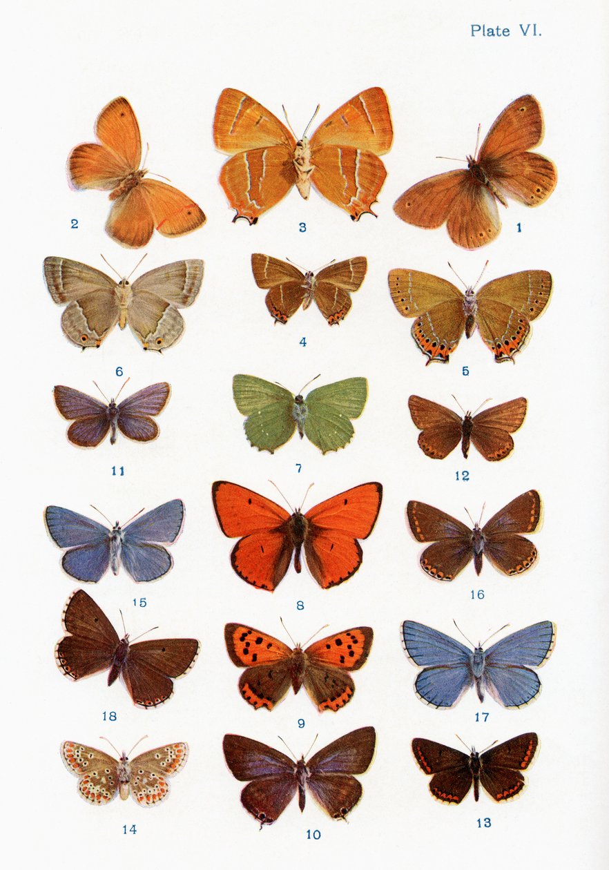 Ulike typer sommerfugler, illustrasjon fra boken Butterflies, Moths and Other Insects and Creatures of the Countryside, utgitt 1927 av William Samuel Furneaux