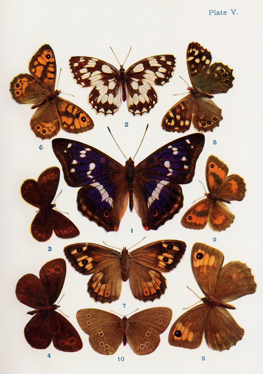 Ulike typer sommerfugler illustrasjon fra boken Butterflies, Moths and Other Insects and Creatures of the Countryside, utgitt 1927 av William Samuel Furneaux