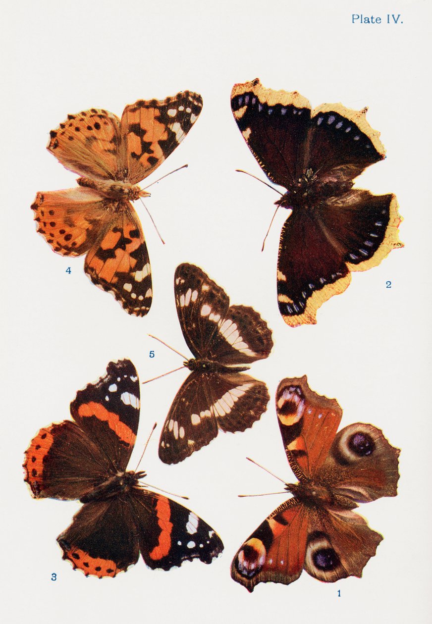 Ulike typer sommerfugler, illustrasjon fra boken Butterflies, Moths and Other Insects and Creatures of the Countryside, utgitt 1927 av William Samuel Furneaux