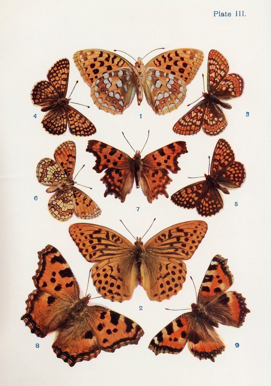 Ulike typer sommerfugler, illustrasjon fra boken Butterflies, Moths and Other Insects and Creatures of the Countryside, utgitt 1927 av William Samuel Furneaux