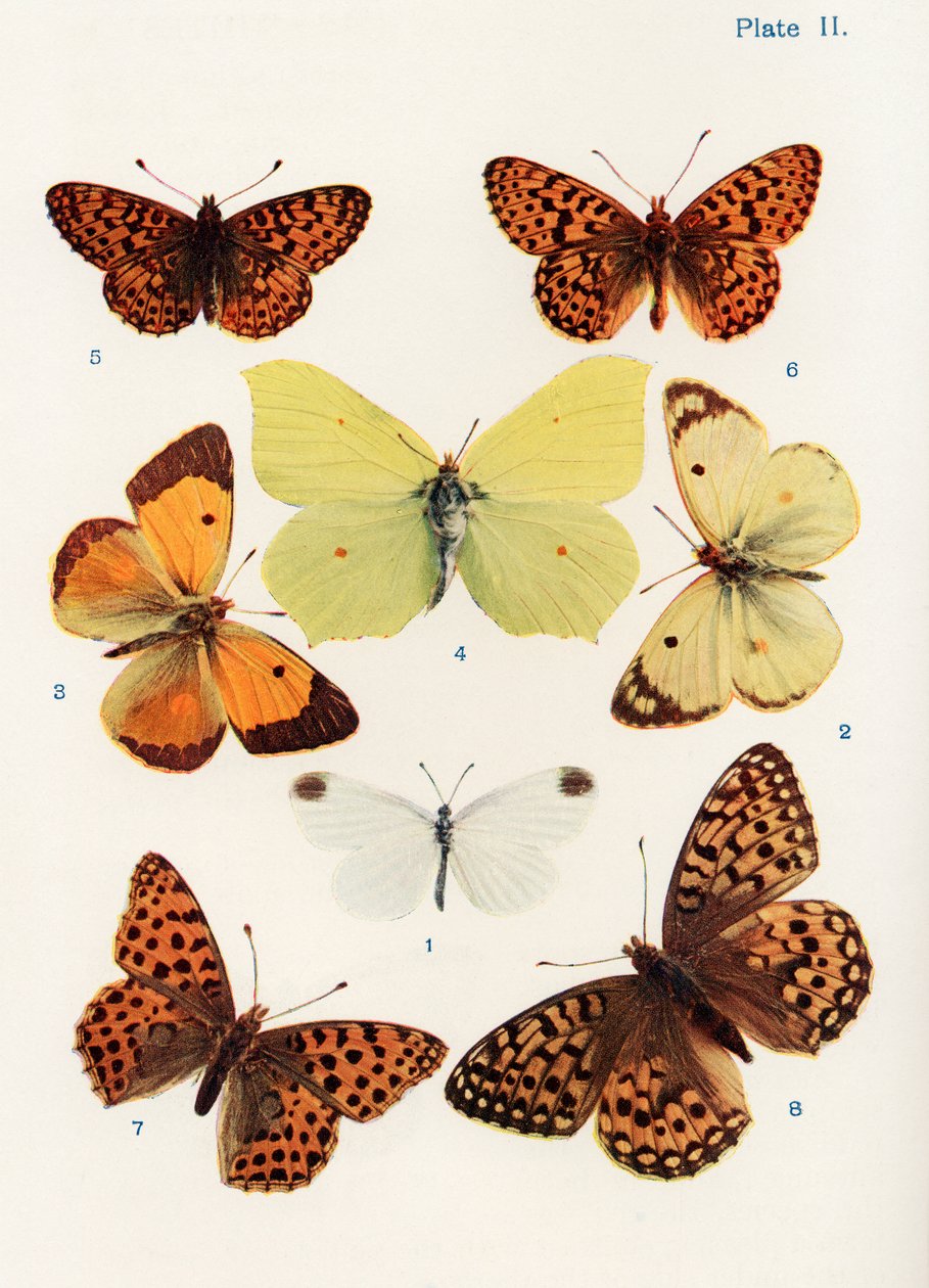 Ulike typer sommerfugler, illustrasjon fra boken Butterflies, Moths and Other Insects and Creatures of the Countryside, utgitt 1927 (bw-foto) av William Samuel Furneaux