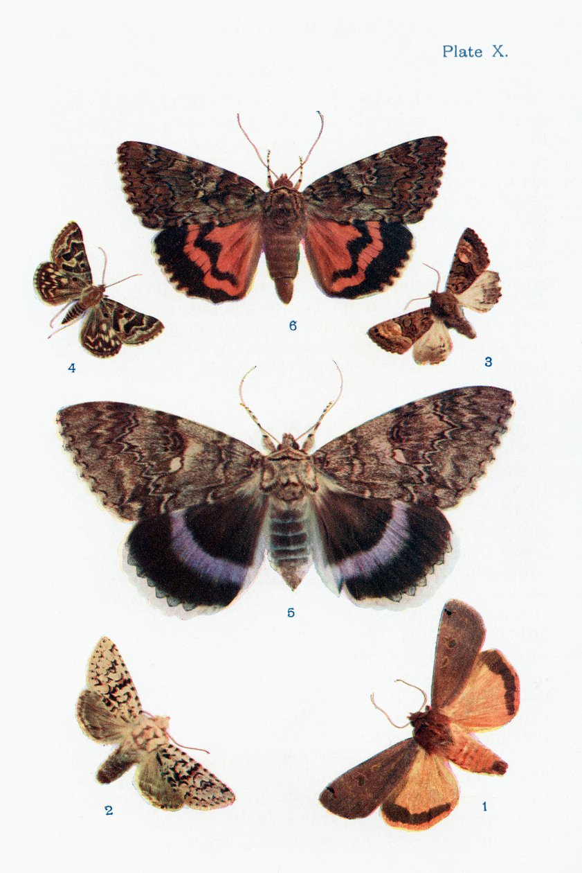 Ulike typer møll, illustrasjon fra boken Butterflies, Moths and Other Insects and Creatures of the Countryside, utgitt 1927 av William Samuel Furneaux