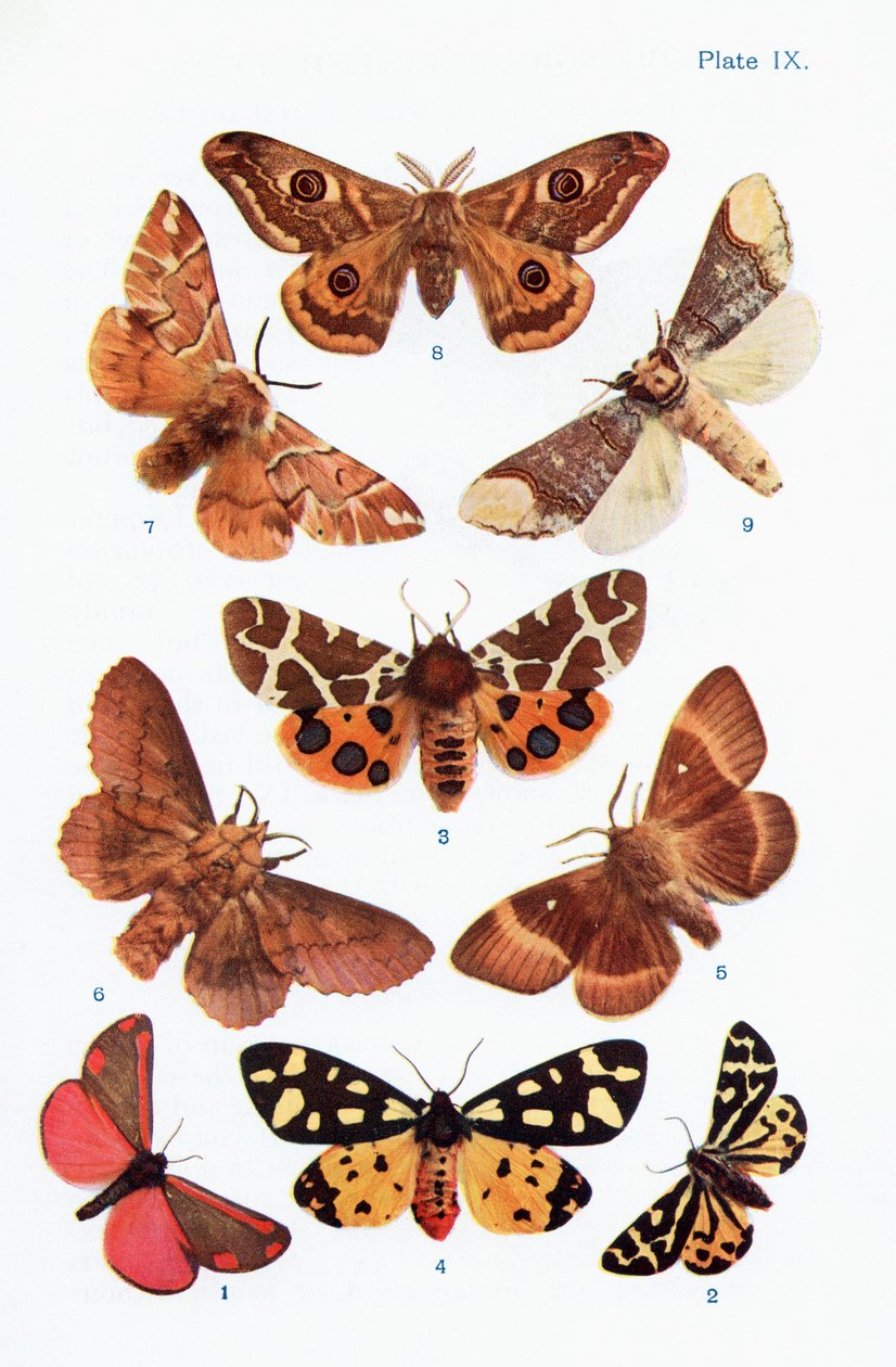 Ulike typer møll, illustrasjon fra boken Butterflies, Moths and Other Insects and Creatures of the Countryside, utgitt 1927 av William Samuel Furneaux