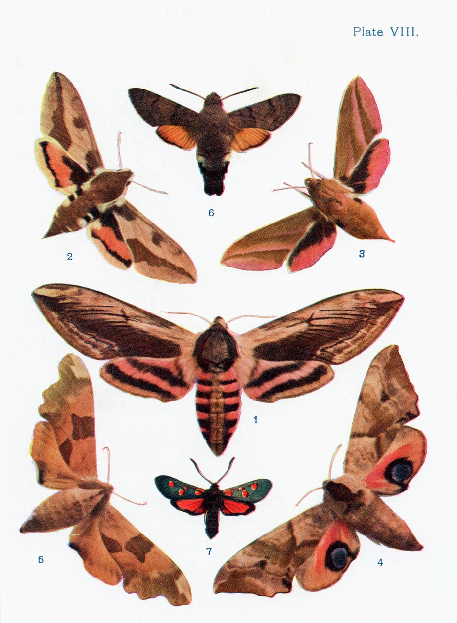 Ulike typer møll, illustrasjon fra boken Butterflies, Moths and Other Insects and Creatures of the Countryside, utgitt 1927 av William Samuel Furneaux