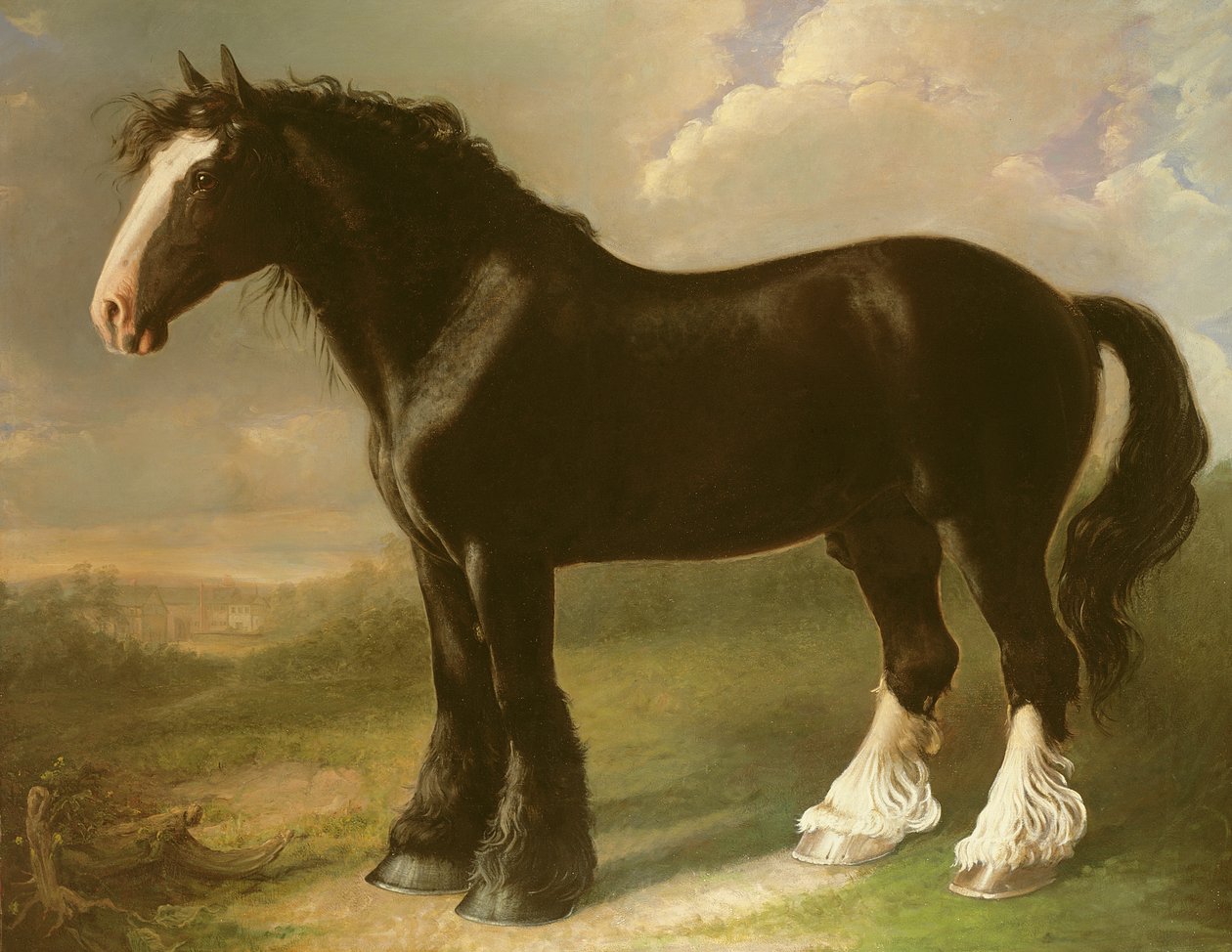 Old English Black Horse av William Shiels