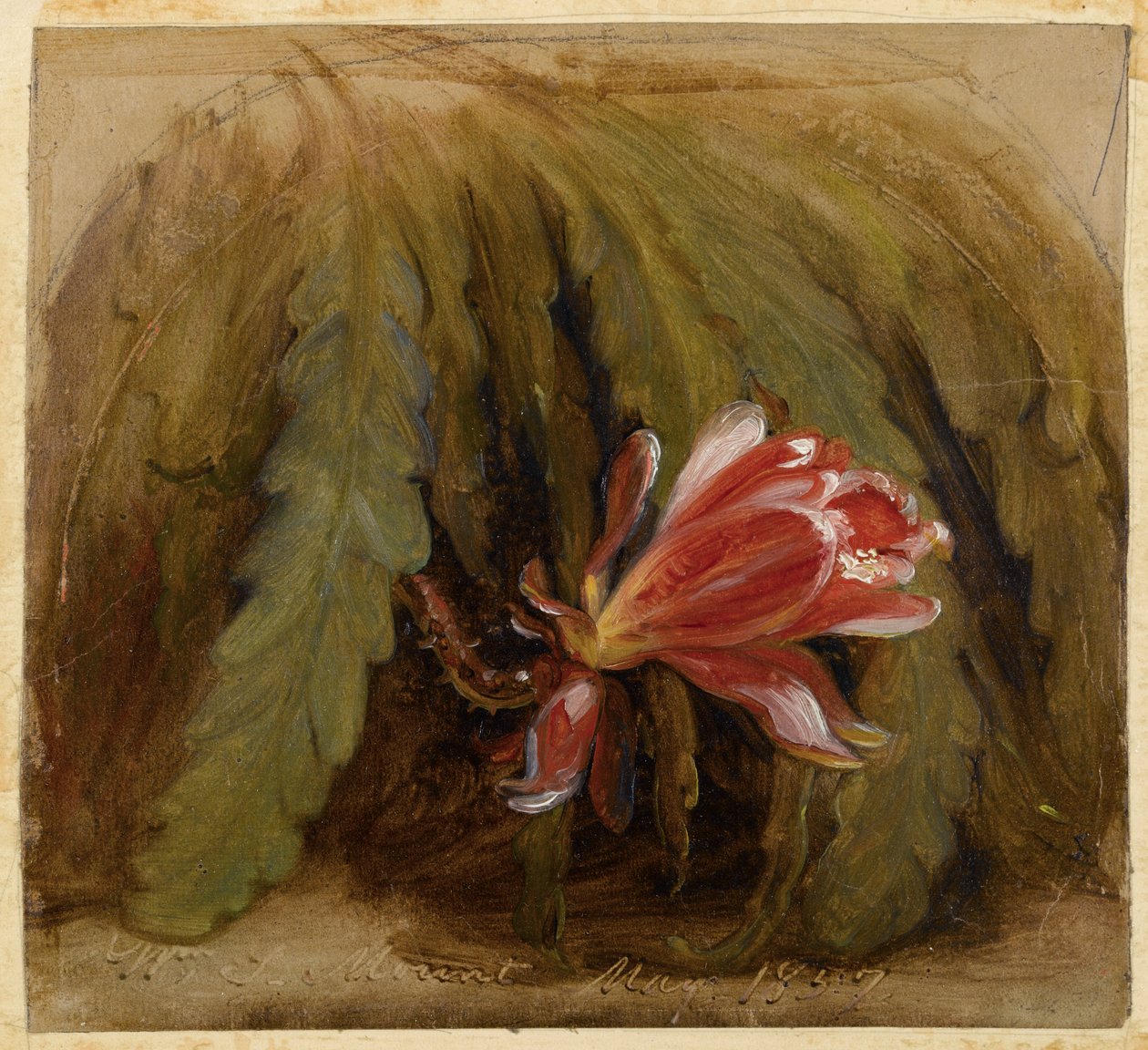 Kaktus i blomst, 1857 av William Sidney Mount