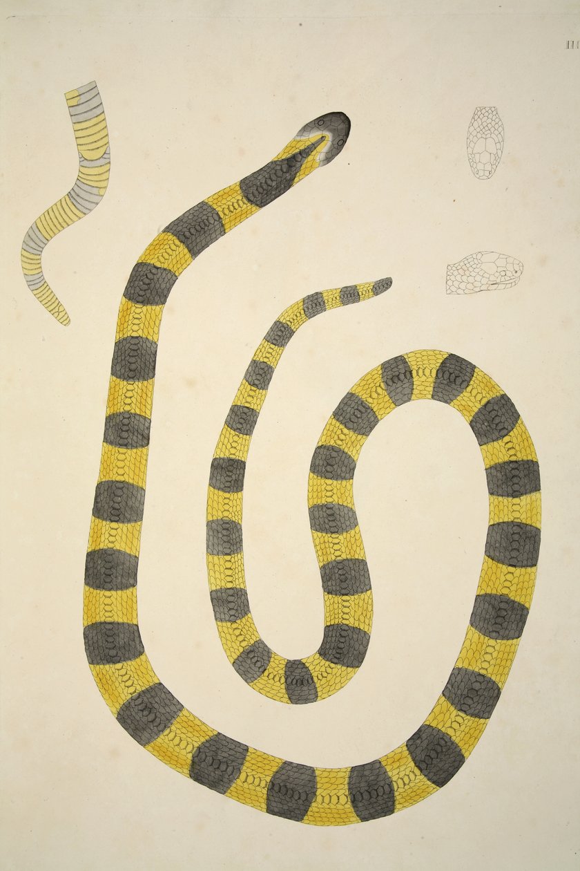 Bungarum Pamah, fra en beretning om indiske slanger samlet på kysten av Coromandel, pub. 1796 (håndfarget gravering) av William Skelton