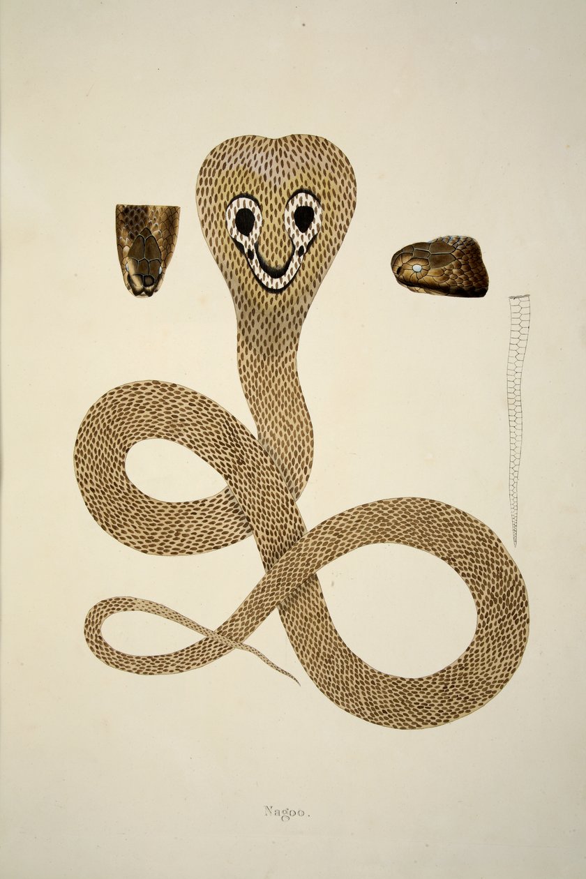 Nagoo, fra en beretning om indiske slanger samlet på kysten av Coromandel, pub. 1796 (håndfarget gravering) av William Skelton