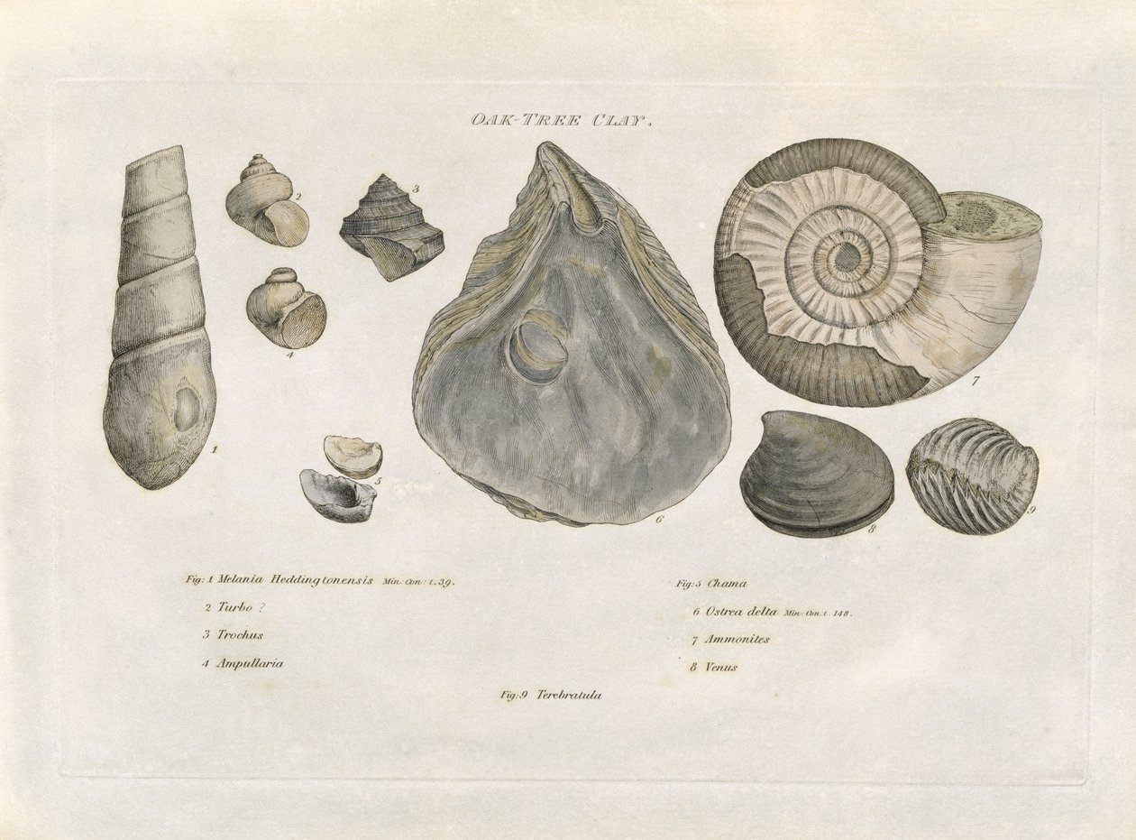 Oak Tree Clay Fossils, illustrasjon fra 