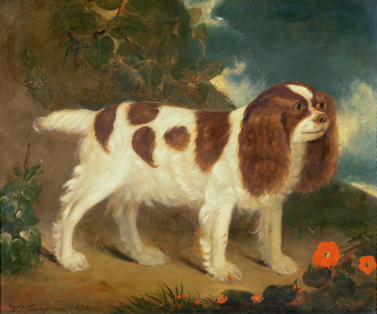 King Charles Spaniel av William Thompson