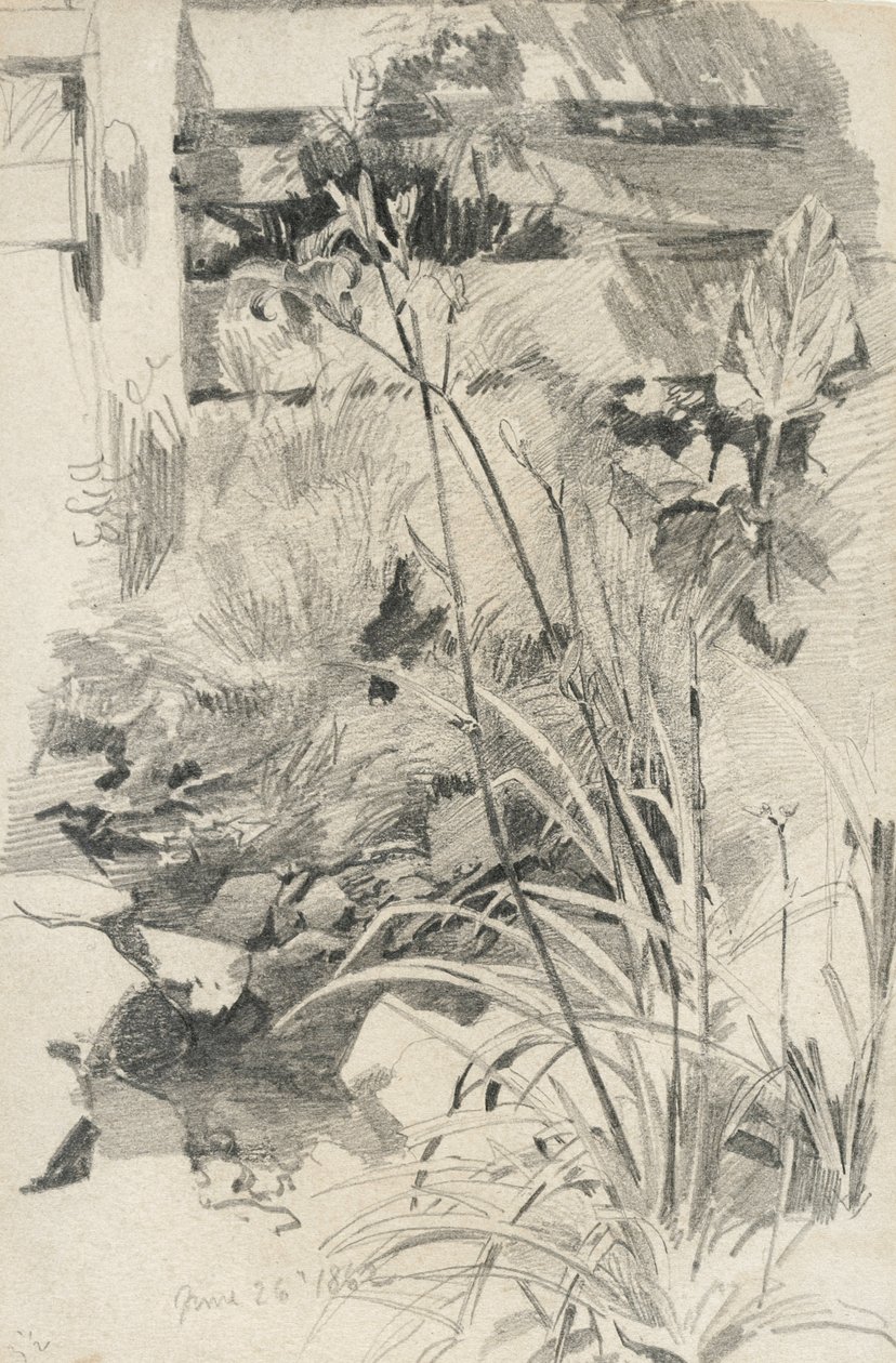 Dagliljer ved et tregjerde, 1862 (grafitt på brunt vevd papir) av William Trost Richards