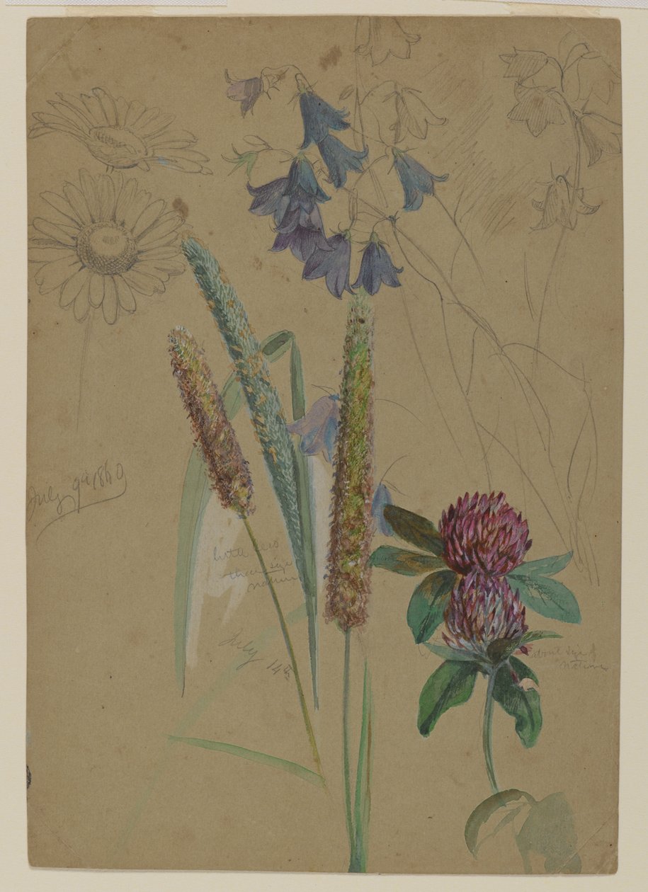 Blomsterstudie, 1860 (grafitt og wc på papir) av William Trost Richards