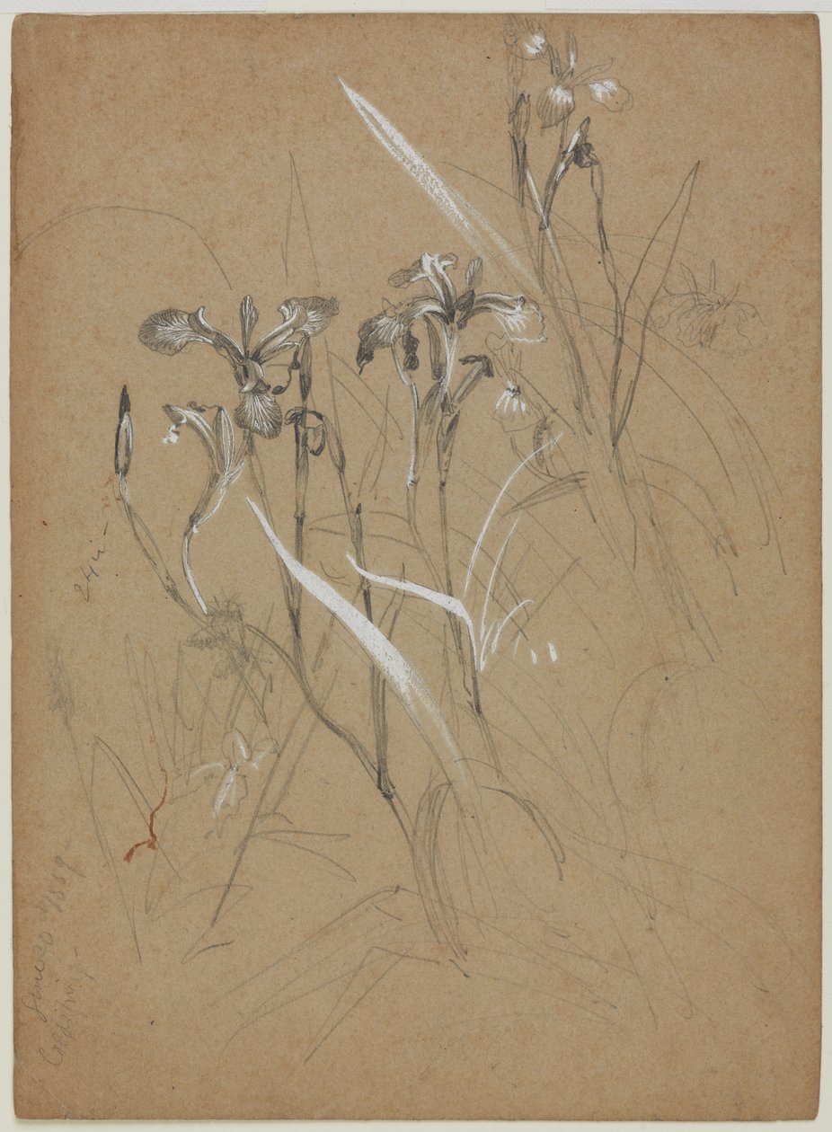 Plantestudie, 30. juni 1859 (grafitt og kinesisk hvit på brunt papir) av William Trost Richards
