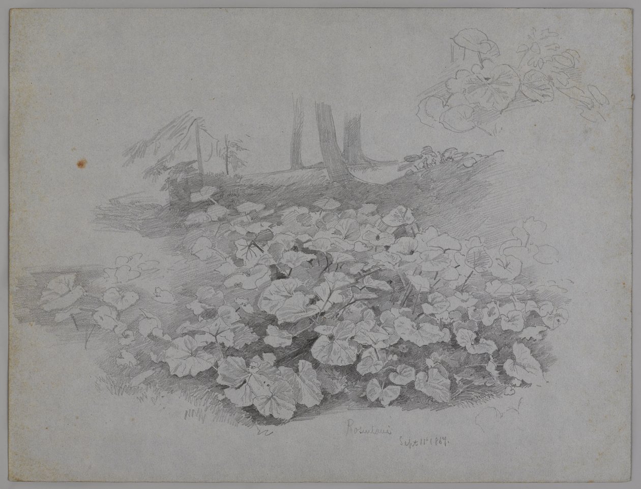 Plantestudie, 11. september 1867 (grafitt på blått papir) av William Trost Richards