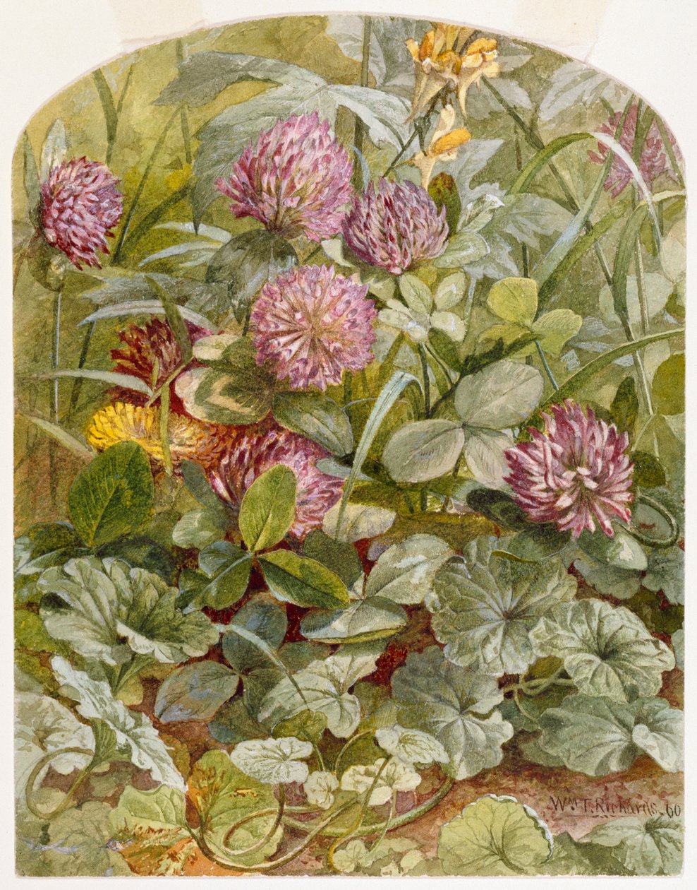 Rødkløver med smør-og-egg og malt eføy, 1860 (blyant og wc på papir) av William Trost Richards