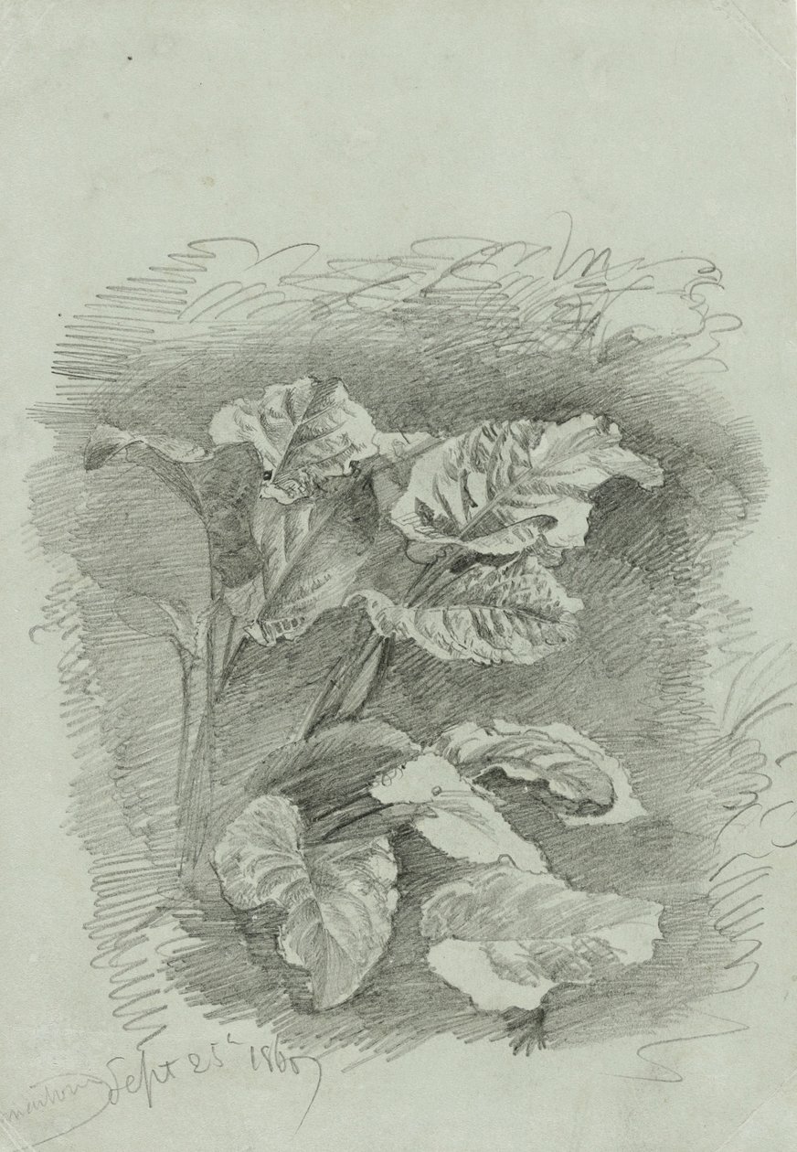 Studie av en plante, 1867 (grafitt på grønt vevd papir) av William Trost Richards