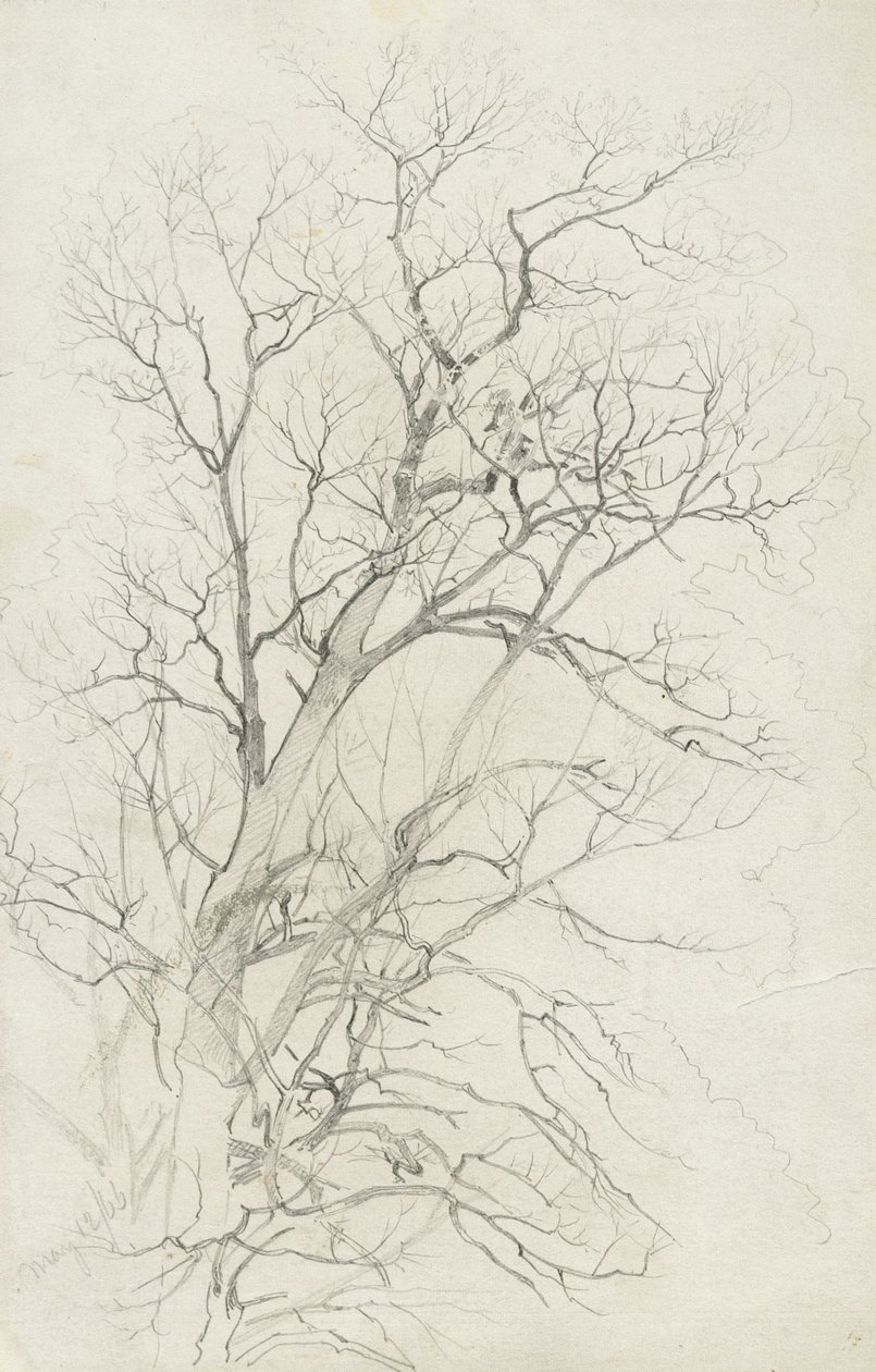 Tree, 1866 (grafitt på grått vevd papir) av William Trost Richards