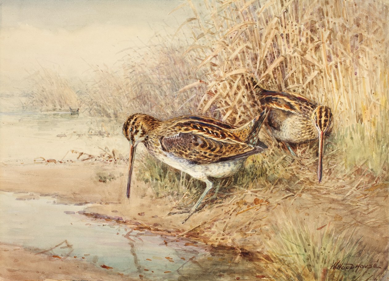 Snipe av William Woodhouse