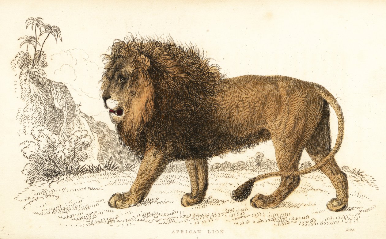 Afrikansk løve, Panthera leo. Sårbar. ,1834 (gravering) av William Alexander Forbes