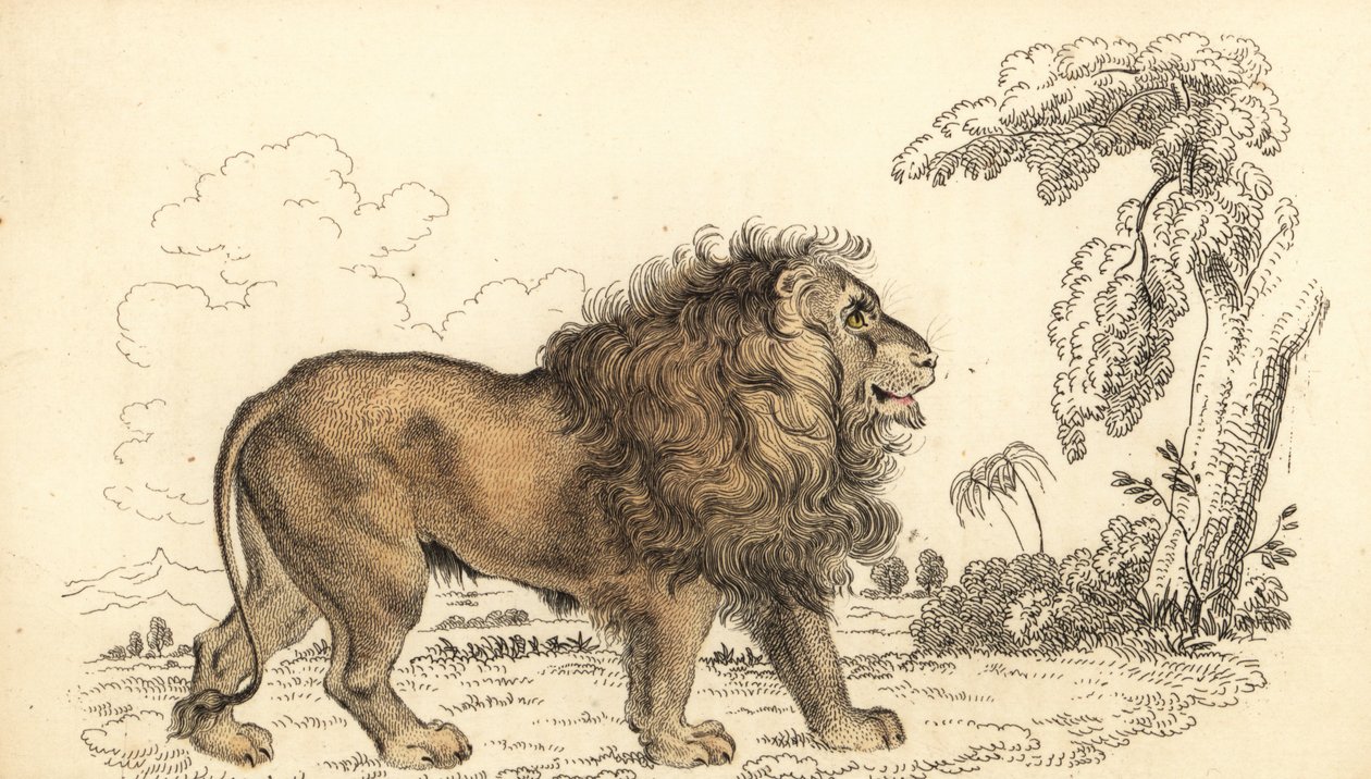Asiatisk løve, truet, Panthera leo leo. ,1834 (gravering) av William Alexander Forbes
