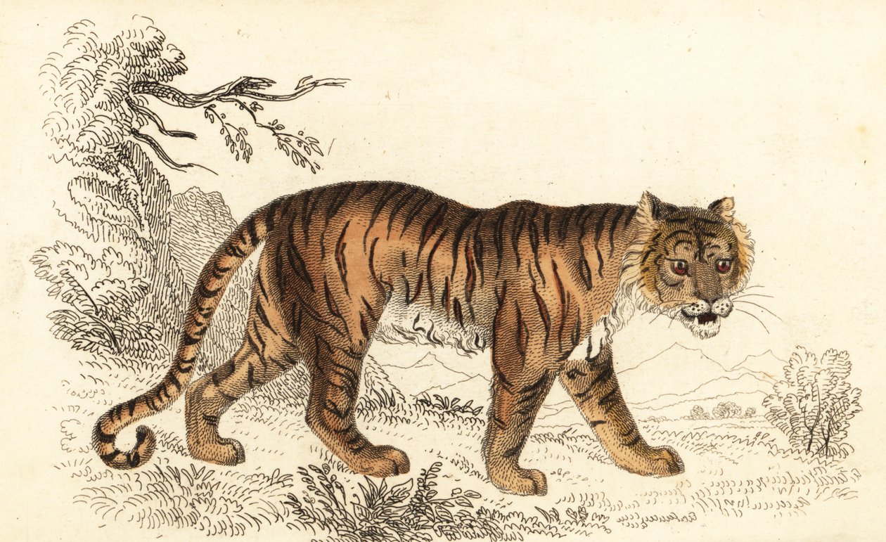 Bengal tiger, Panthera tigris tigris., 1834 (gravering) av William Alexander Forbes